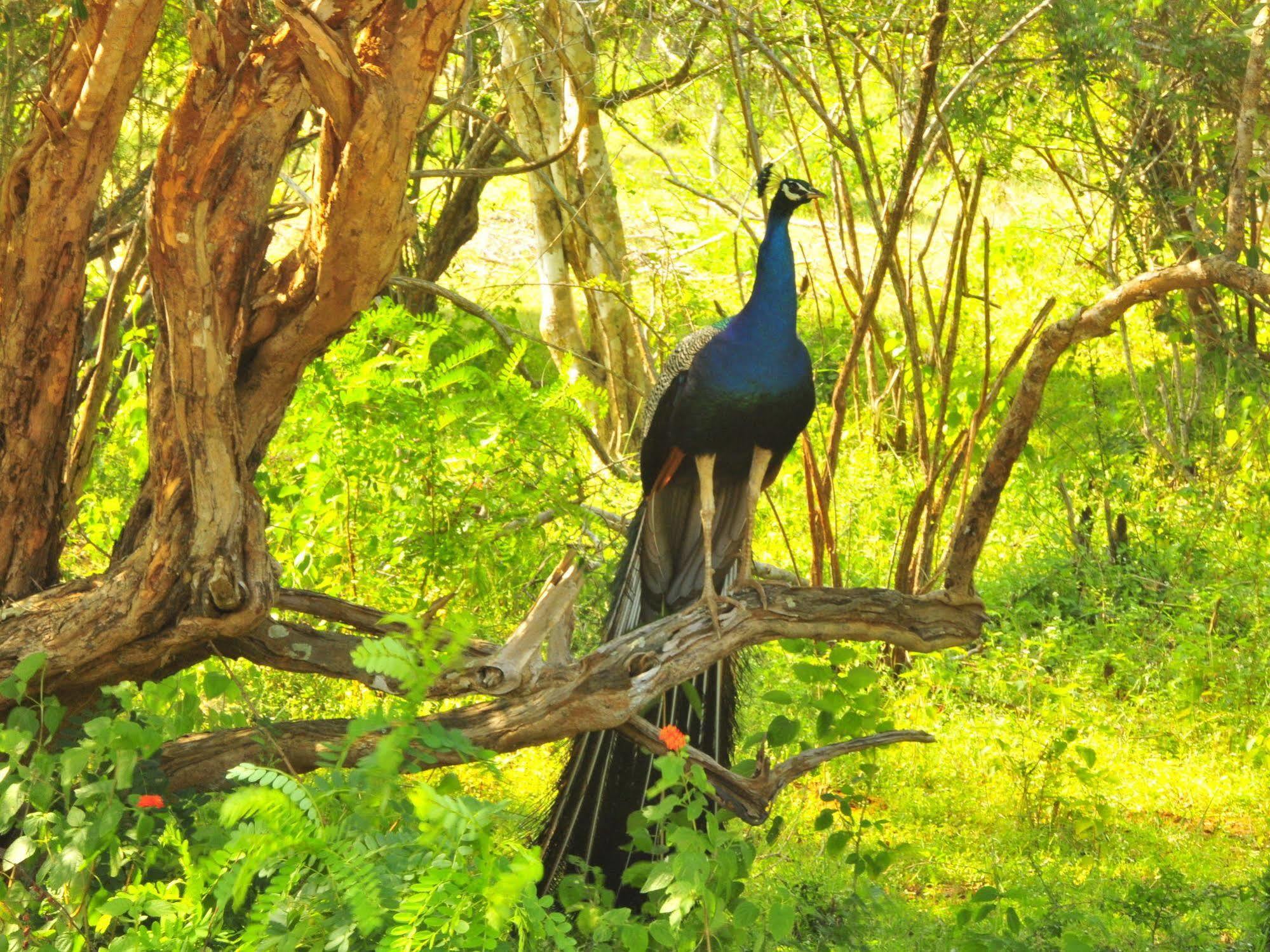 Yala Beddegama Eco Hotel Kataragama Kültér fotó
